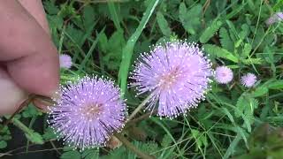 Download lagu Apa Itu Tanaman Putri Malu? mp3 Download lagu Apa Itu Tanaman Putri Malu? mp3