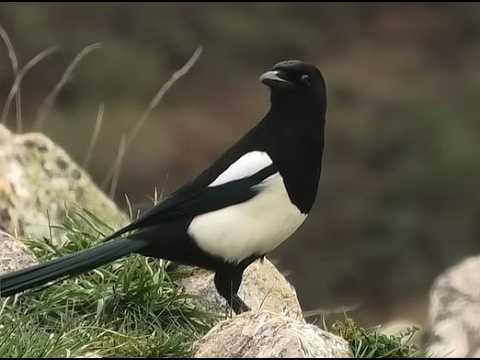 URRACA | MAGPIE | Pica pica