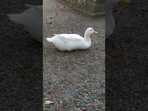 アヒルと野生のアヒルの好きな食べ物は何ですか?どれを避けるべきでしょうか?  庭園