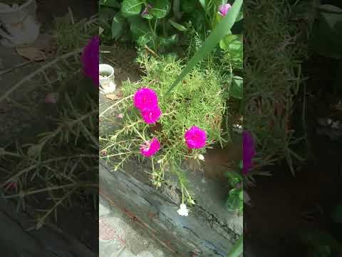mossrose# flower #likeandsubscribe #trernding video