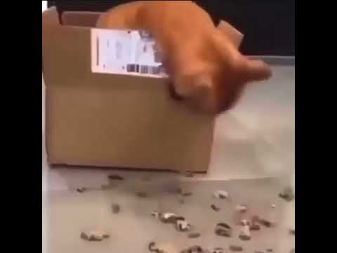 cat eat cardboard box 😎😃