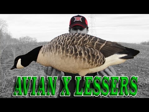 AVIAN X LESSER DECOY REVIEW