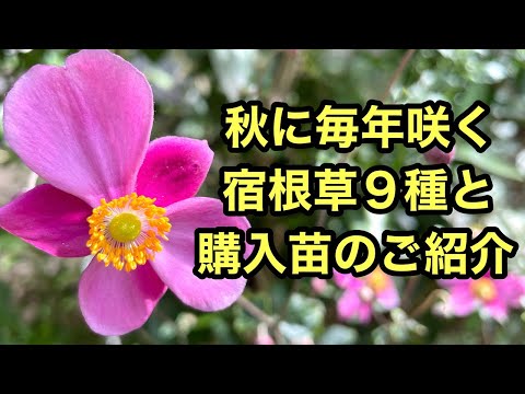 キョウチクトウの根元には何を植えますか？夏の間ずっと花を咲かせる、グラフィックでカラフルな植物のアイデア  庭園