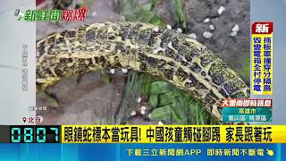 展館開17年首見鬧劇！父親竟拿國寶級毒蛇標本給小孩踢 玩壞惹眾怒｜三立新聞網 SETN.com