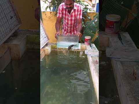 Suggest my next Breeding Fish | Gowrami | Tiger Barb | Tank Cleaner (Pleco Fish).