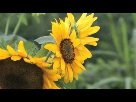 #60 He Will Make You Strong  -Sing to Jehovah. (original midi arrange)