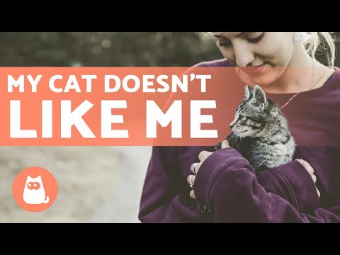 Why Doesn't My CAT LIKE ME? 🐱 💡 Reasons and Solutions!