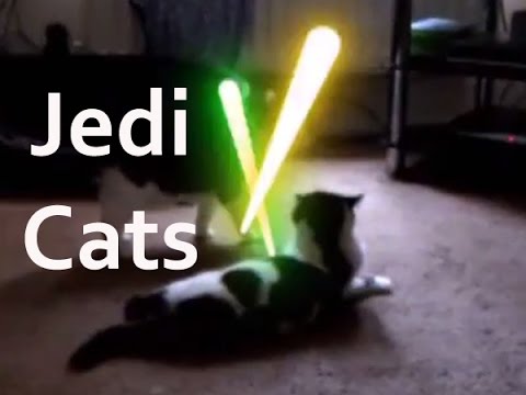 Jedi Cat Lightsaber Duel - Star Wars Battle