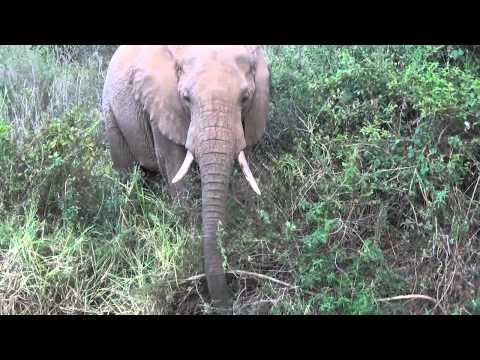 Elephant Foraging