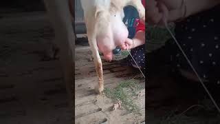 Hand milking test #shorts #youtubeshorts #viral #goat #sheep
