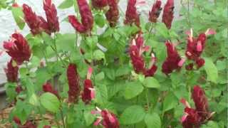 preview picture of video 'Red shrimp plant (Justicia brandegeana),San Benito, Texas 2012-11-18'
