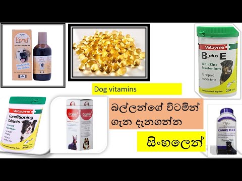Dog vitamins