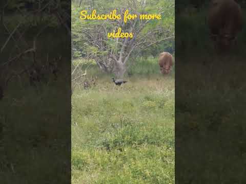 mayil solai#Murugesh vellakovil