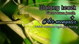 Download lagu walang kecek masteran segala jenis burung di Sertai suara air mengalir mp3