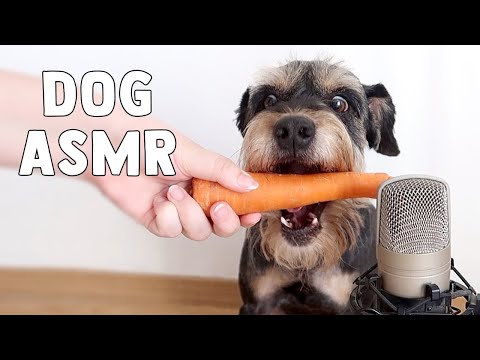 download lagu mp3 mp4 Can Dogs Eat Carrots And Broccoli, download lagu Can Dogs Eat Carrots And Broccoli gratis, unduh video klip Can Dogs Eat Carrots And Broccoli