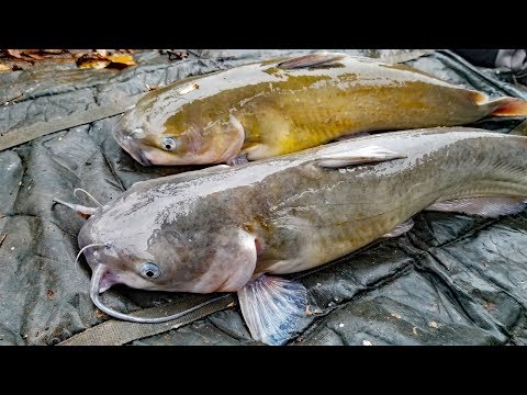 How to Find Catfish in Winter - Best Fishing Tips to Catch More Catfish