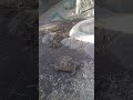 45 Year Old Tortoise In Zimbabwe Wildanimals Tortoise Wildlife Unbelievable Animals