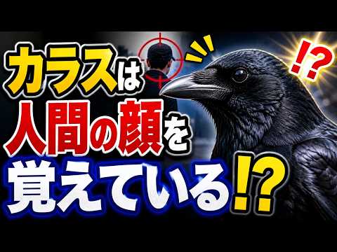 カラスは人間の顔を5年後も覚えている！？驚異の記憶力の正体