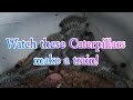 See How These Worms Make A Train