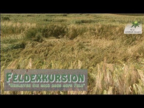 70. Feldexkursion: Getreide legt sich hin  - NU Agrar, 28.06.2017