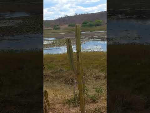 MOSTRANDO UM POUCO DA LAGOA DAS CAJAZEIRAS