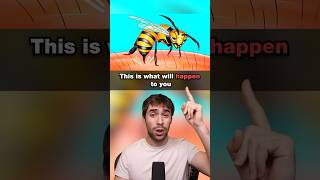 What Happens When A Bee Stings You?