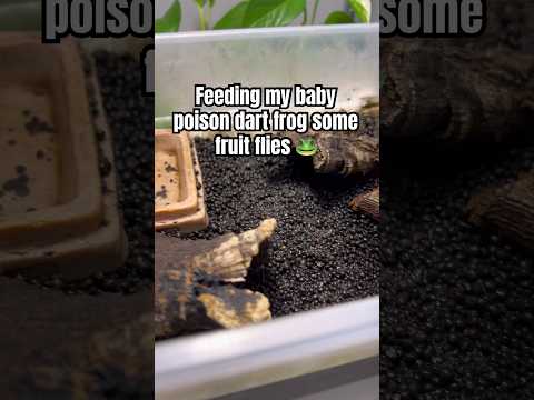 Baby poison dart catching fruit flies 🪰 #shorts #dartfrog #frogs #amphibians #animalshorts #animals