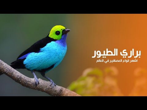 , title : 'براري عالم الطيور أرض أشهر أنواع العصافير المغردة حول العالم | كويست عربية Quest Arabiya'