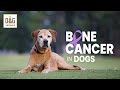 Dog Bone Cancer Symptoms Amputation Treatments Dr Demian Dressler Q A