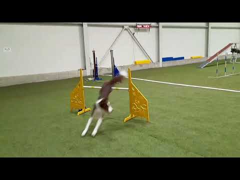 'Agility pro Ukrajinu' 20.03.22💙💛 Border collies Akira Rin & Astrid. Second time runs A1🔥