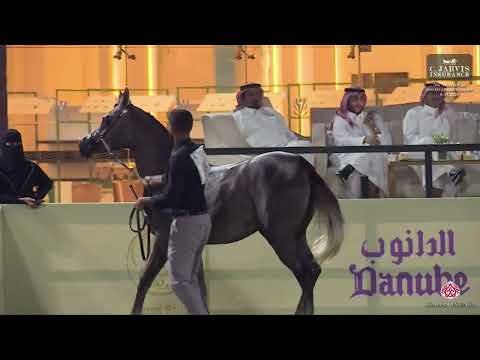 N 149 FD SHOMOKH   The 13th Local Breed Championship for Arabian Horses 2024   Yearling Fillies Sect