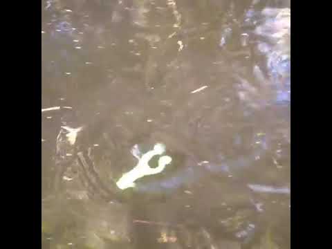 Vídeo Isca Soft TNT Sapo 4 Pol. - 10cm