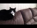 A Beautiful Cat Meow