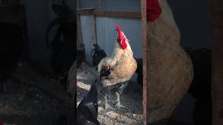 Download lagu ayam golden permud mp3 Download lagu ayam golden permud mp3