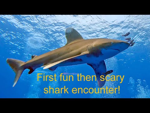 Oceanic White Tip Shark Encounter in the Red Sea November 2023