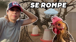 Caída de ramas, roturas, inundación del gallinero en la finca. Vlog263