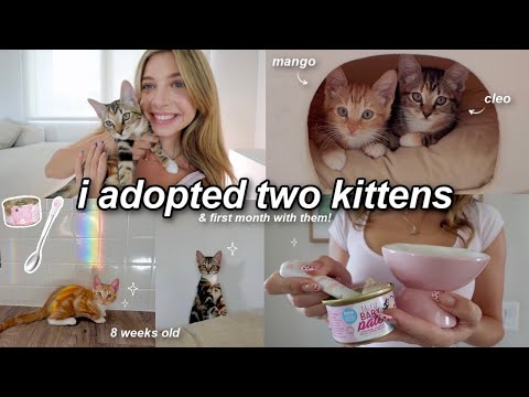 I ADOPTED TWO KITTENS ⋆˚🐾˖° (cleo & mango) | kitten shopping, haul & their first month home