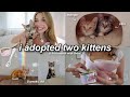 I ADOPTED TWO KITTENS Cleo Mango Kitten Shopping Haul Their First Month Home