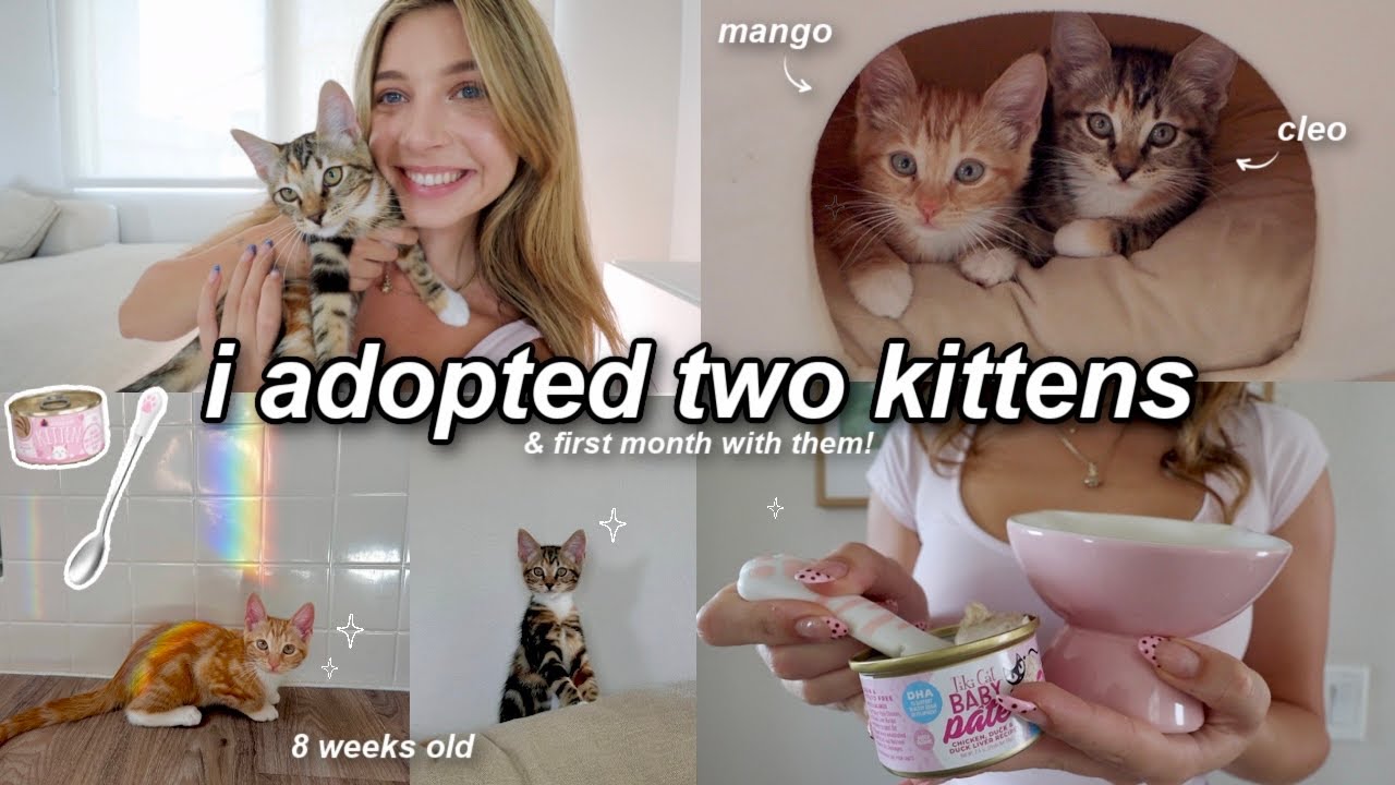 I ADOPTED TWO KITTENS ⋆˚🐾˖° (cleo & mango) | kitten shopping, haul & their first month home