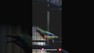 Download lagu Cucak Cungkok Gacor Isian Bajing Kekes Tandes #masteranmurai #fyp #cucakcungkokgacor mp3