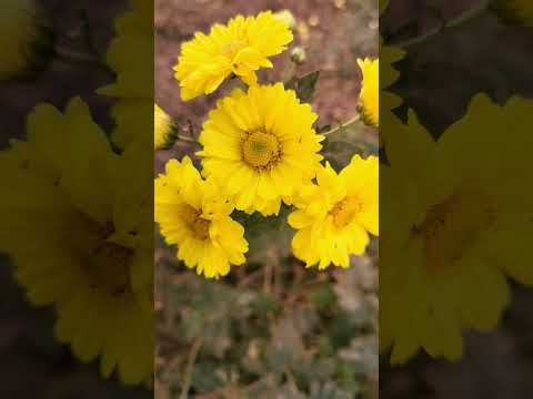 flowers 🌼🌼#short#ytshort#Akshakya@