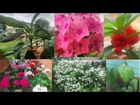 To protect from rain .I put my flowers pots on the balcony.#youtube #flowergarden #garden