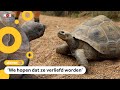 Schildpadden gaan na twee jaar eindelijk op date