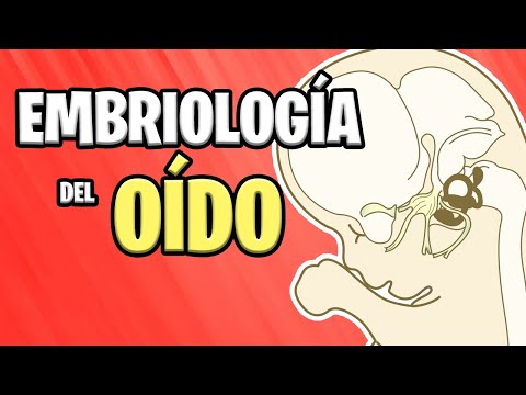 ✅ EMBRIOLOGÍA del OÍDO (Interno, Medio y Externo)👂🏻🦜