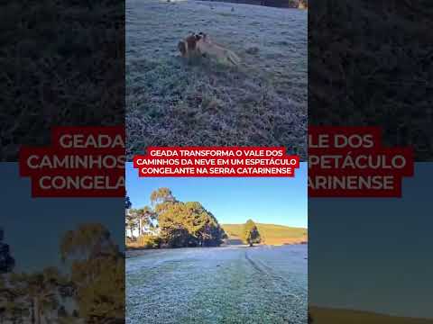 Serra Catarinense amanhece coberta de gelo e São Joaquim registra -2,7°C