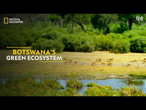 Botswana's Green Ecosystem | Africa's Deadliest | Full Episode | S07-E01 | हिंदी | 