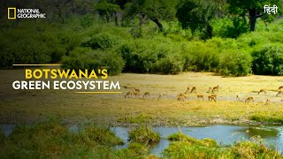 Botswanas Green Ecosystem  Africas Deadliest  Full