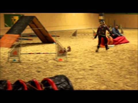 Alinka agility trénink 18.2.2015