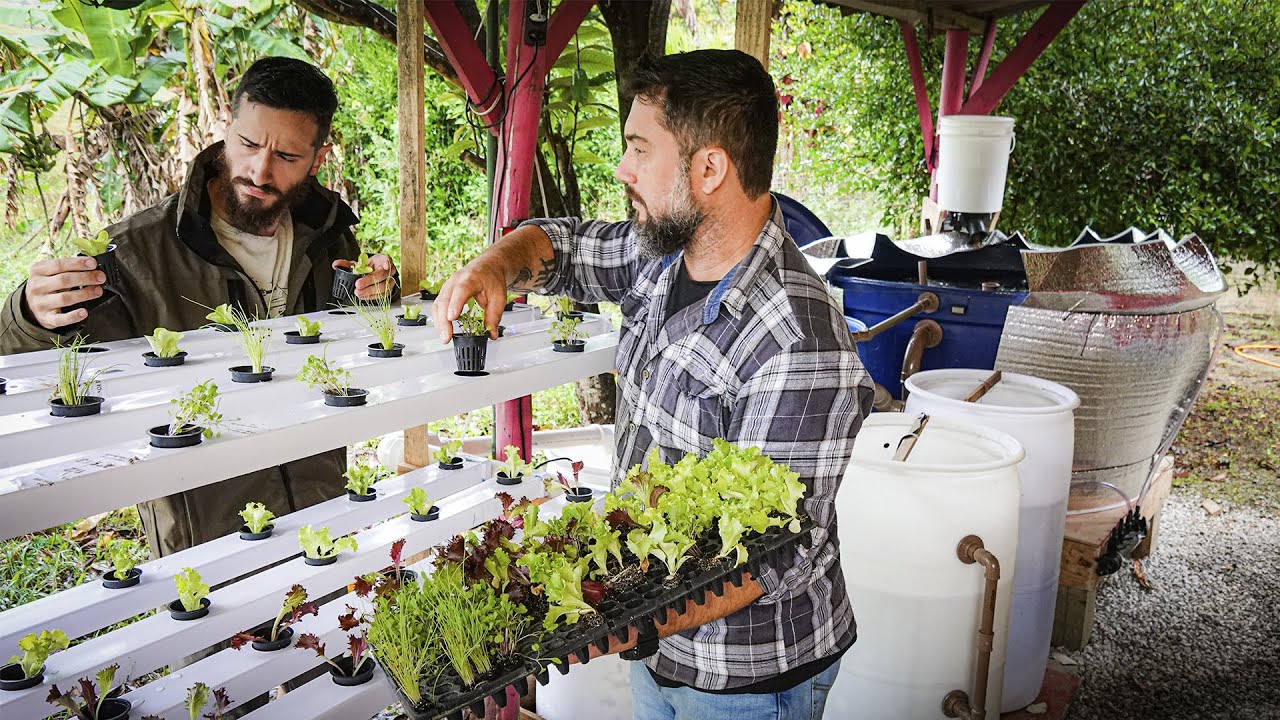 AQUAPONIA: Criando plantas e peixes ao mesmo tempo! - Chácara SV