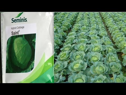 Cauliflower Seeds